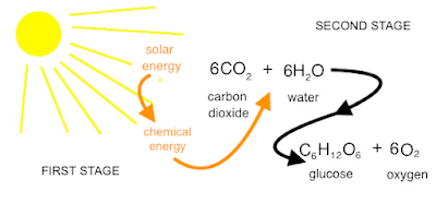 The Monthly Fern—More Quirks of Quillworts