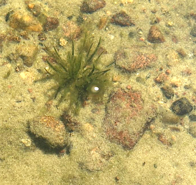 The Monthly Fern—More Quirks of Quillworts