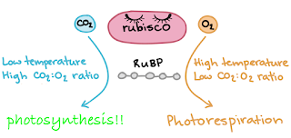 The Monthly Fern—More Quirks of Quillworts