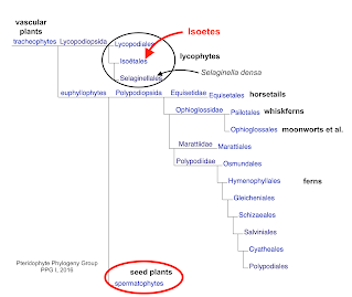 The Monthly Fern—More Quirks of Quillworts