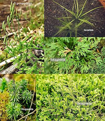 The Monthly Fern—More Quirks of Quillworts