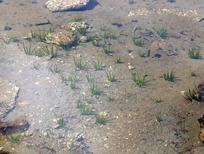 The Monthly Fern—More Quirks of Quillworts