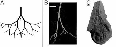 Monthly Ferns—Prairie Quillwort & Scale Tree Monthly Ferns—Prairie Quillwort & Scale Tree