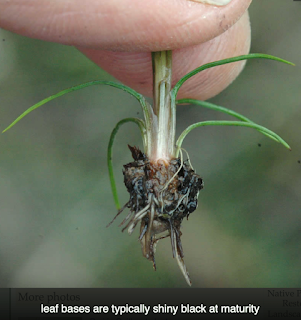 Monthly Ferns—Prairie Quillwort & Scale Tree Monthly Ferns—Prairie Quillwort & Scale Tree