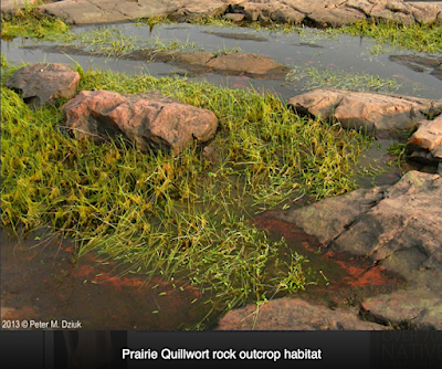 Monthly Ferns—Prairie Quillwort & Scale Tree Monthly Ferns—Prairie Quillwort & Scale Tree