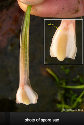 Monthly Ferns—Prairie Quillwort & Scale Tree Monthly Ferns—Prairie Quillwort & Scale Tree