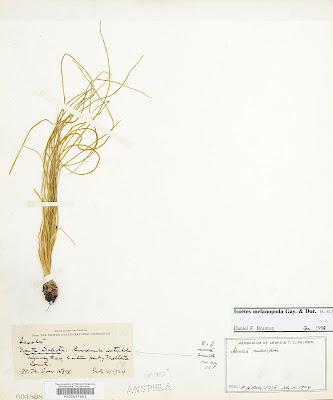 Monthly Ferns—Prairie Quillwort & Scale Tree Monthly Ferns—Prairie Quillwort & Scale Tree