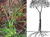 Monthly Ferns—Prairie Quillwort Scale Tree