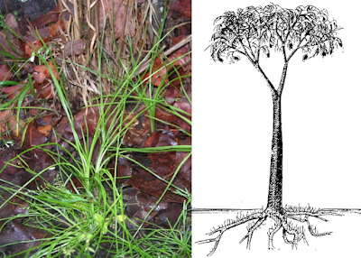 Monthly Ferns—Prairie Quillwort & Scale Tree Monthly Ferns—Prairie Quillwort & Scale Tree