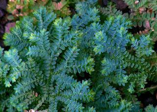 The Monthly Fern??—Prairie Spikemoss