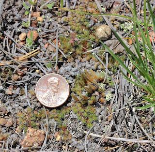 The Monthly Fern??—Prairie Spikemoss