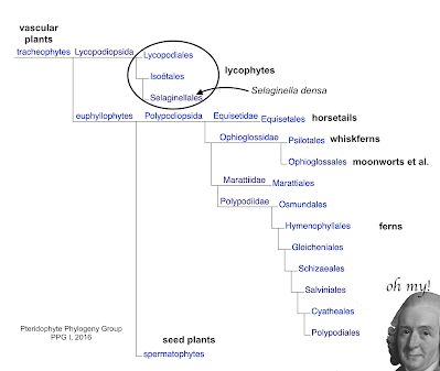 The Monthly Fern??—Prairie Spikemoss