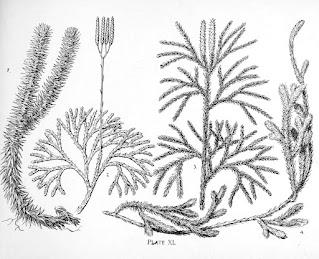 The Monthly Fern??—Prairie Spikemoss