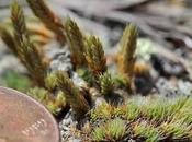 Monthly Fern??—Prairie Spikemoss