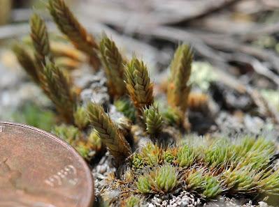 The Monthly Fern??—Prairie Spikemoss