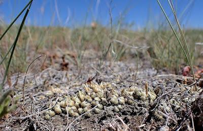 The Monthly Fern??—Prairie Spikemoss