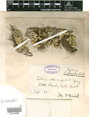 The Monthly Fern??—Prairie Spikemoss