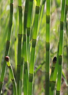 The Monthly Fern??—Prairie Spikemoss