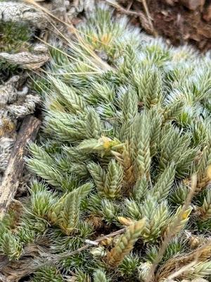 The Monthly Fern??—Prairie Spikemoss