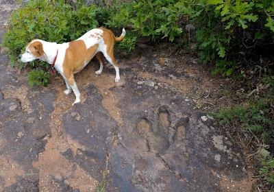 those birds unknown, that left only footprints