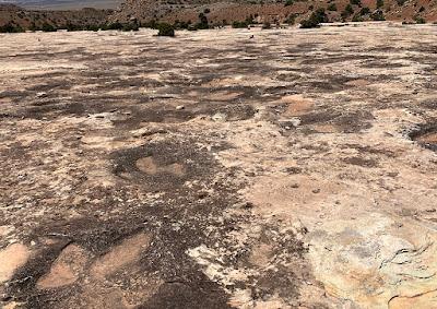 those birds unknown, that left only footprints