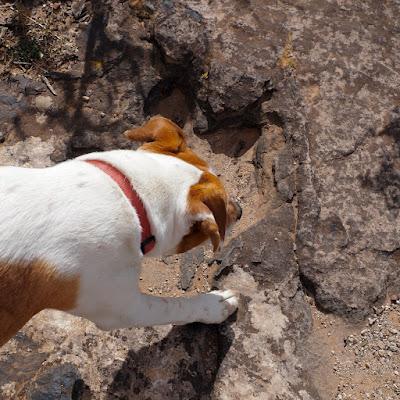 those birds unknown, that left only footprints