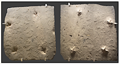 those birds unknown, that left only footprints