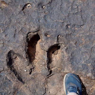 those birds unknown, that left only footprints