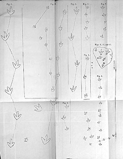 those birds unknown, that left only footprints