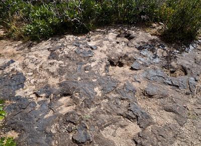 those birds unknown, that left only footprints