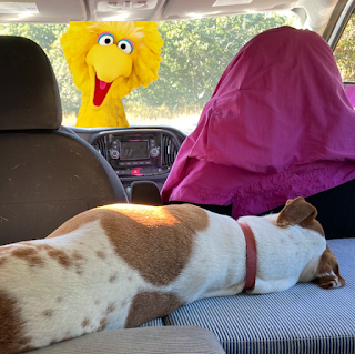 those birds unknown, that left only footprints