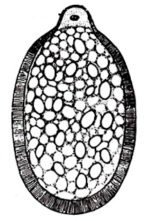 The Monthly Fern: Water Clover & its odd spores The Monthly Fern: Water Clover & its odd spores