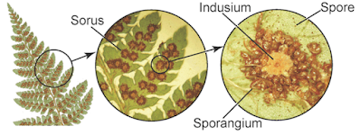 The Monthly Fern: Water Clover & its odd spores The Monthly Fern: Water Clover & its odd spores