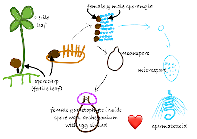 The Monthly Fern: Water Clover & its odd spores The Monthly Fern: Water Clover & its odd spores