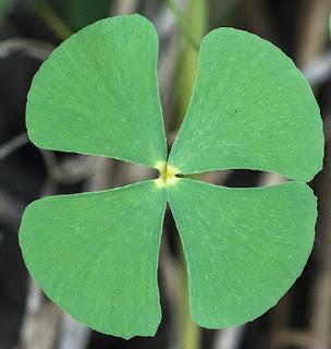 The Monthly Fern: Water Clover & its odd spores The Monthly Fern: Water Clover & its odd spores