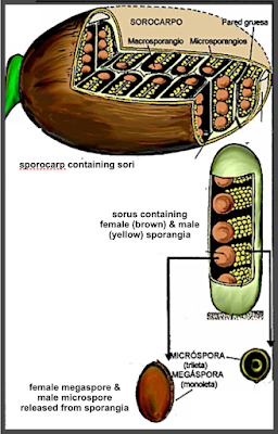 The Monthly Fern: Water Clover & its odd spores The Monthly Fern: Water Clover & its odd spores
