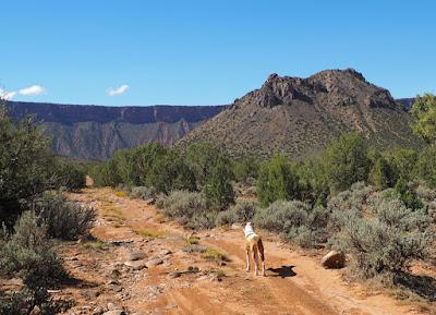 A Restless Region on the Colorado Plateau