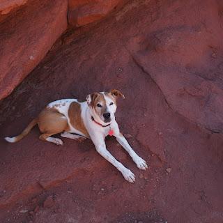 A Restless Region on the Colorado Plateau