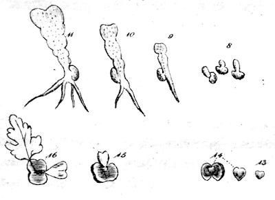 Monthly Fern: polypodies & fern sex (or do they?) Monthly Fern: polypodies & fern sex (or do they?)