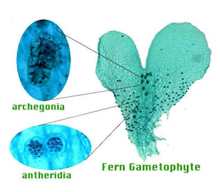 Monthly Fern: polypodies & fern sex (or do they?) Monthly Fern: polypodies & fern sex (or do they?)