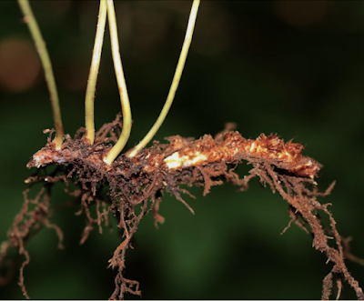 Monthly Fern: polypodies & fern sex (or do they?) Monthly Fern: polypodies & fern sex (or do they?)