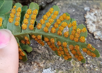 Monthly Fern: polypodies & fern sex (or do they?) Monthly Fern: polypodies & fern sex (or do they?)
