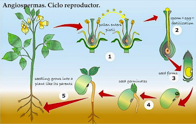 Monthly Fern: polypodies & fern sex (or do they?) Monthly Fern: polypodies & fern sex (or do they?)