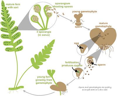 Monthly Fern: polypodies & fern sex (or do they?) Monthly Fern: polypodies & fern sex (or do they?)