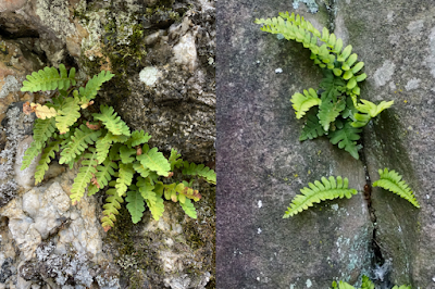 Monthly Fern: polypodies & fern sex (or do they?) Monthly Fern: polypodies & fern sex (or do they?)