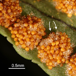 Monthly Fern: polypodies & fern sex (or do they?) Monthly Fern: polypodies & fern sex (or do they?)