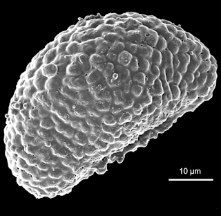 Monthly Fern: polypodies & fern sex (or do they?) Monthly Fern: polypodies & fern sex (or do they?)