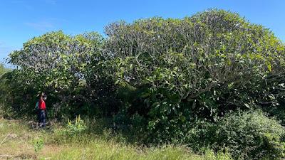 212) Medigeshi fort trek: (25/10/2025)