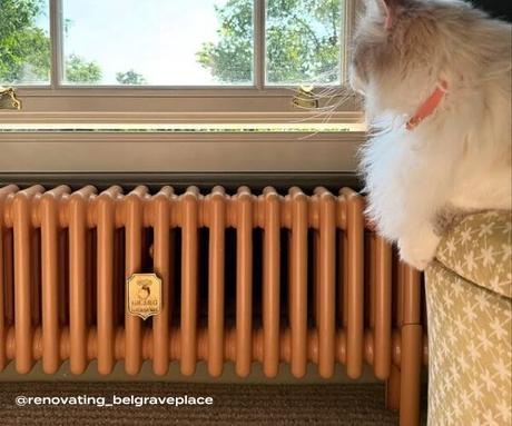 A cat sat next to an autumn yellow milano windsor column radiator