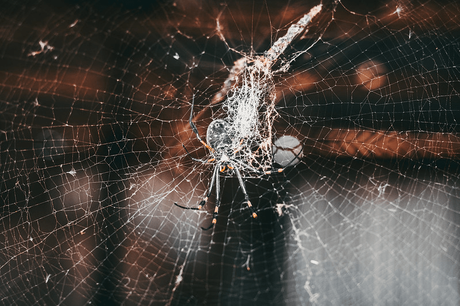 Recognizing a Toxic Tribe Recognizing a Toxic Tribe